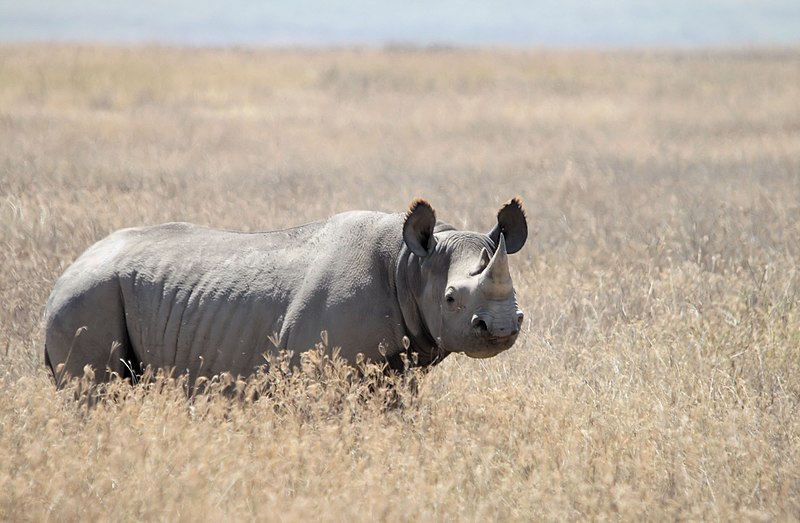 File:Black Rhino Diceros bicornis.JPG