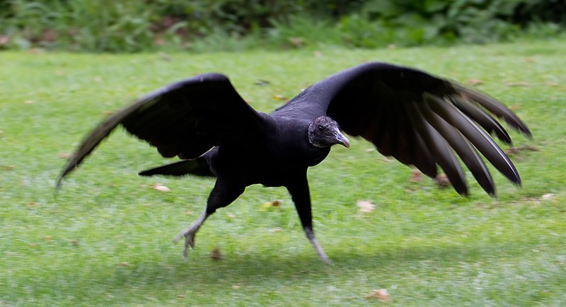 File:Black Vulture 1 (6022510912).jpg