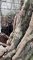 Black cat under the tree.jpg
