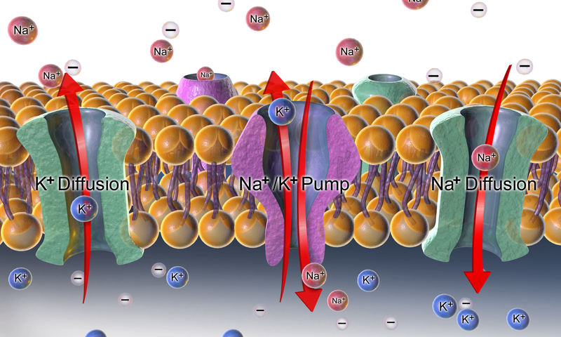 File:Blausen 0211 CellMembrane.png