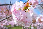File:Blossom of the Cerasus serrulata ‘Temari’.jpg (Category:Sakura in Nihon Kokkaen)