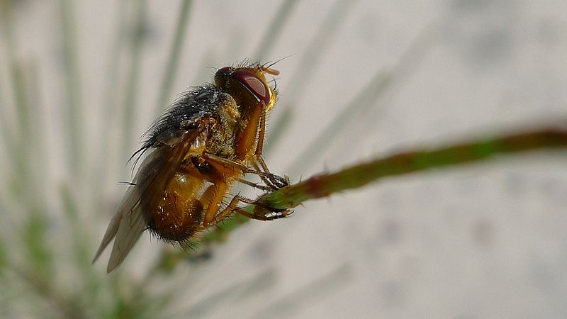 File:Blowfly on sedge (6402052095).jpg