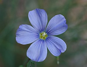 Linum Lewisii: Description, Liste des variétés, Notes et références