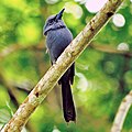 Blue Paradise-flycatcher (cropped).jpg