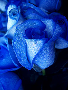 Blue roses created by artificially colouring white roses. Blue rose-artificially coloured.jpg