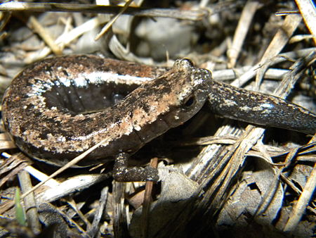 Tập_tin:Bolitoglossa_yucatana_2.jpg