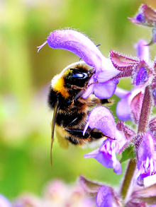 Bombus occidentalis - Wikipedia