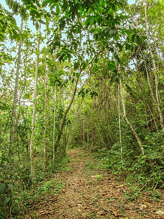 Bosque húmedo de Chaguaramal.jpg