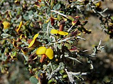 Bossiaea obcordata 8637.jpg