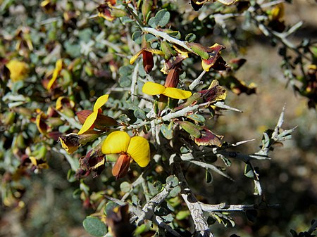 Bossiaea_obcordata