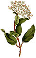 Viburnum tinus plate 38 in: The Botanical Magazine, vol. 2, (1788) alternative