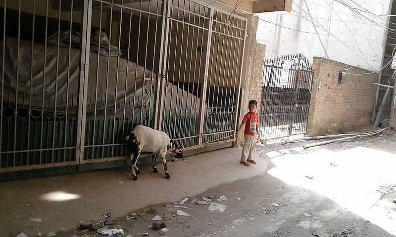 File:Boy caring goat Delhi.jpg