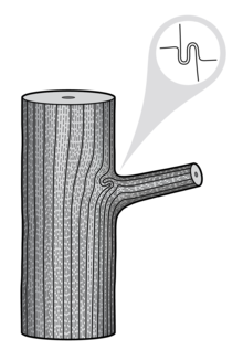 Figure 1: Anatomical drawing of the wood grain of a branch attachment in a tree Branch attachment model (Slater et al., 2014).png