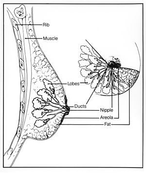 Breast structure.jpg