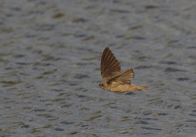 File:Brown-throated martin, Riparia paludicola, at Marievale Nature Reserve, Gauteng, South Africa. (22683853315).jpg