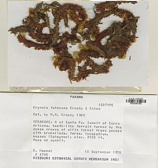 <i>Brymela tutezona</i> Species of moss