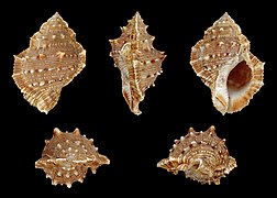 Bufonaria crumena (Frilled Frog Shell), Shell