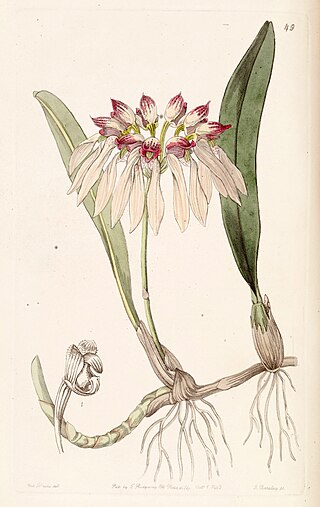<i>Bulbophyllum chinense</i> Species of orchid