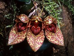 Bulbophyllum frostii Orchi 21. jpg