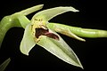 Bulbophyllum tripetalum