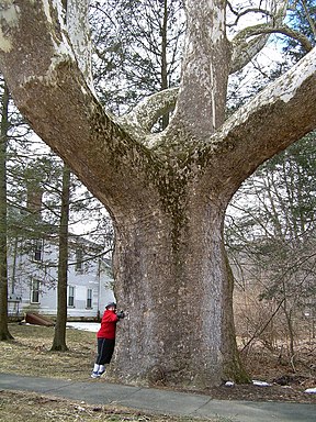 Buttonball Sycamore в Съндърланд, Масачузетс (март 2019 г.) .jpg