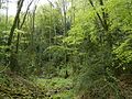 Buxus-forest-Rettel-Lorraine-France 02.jpg