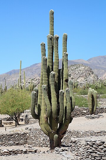 Echinopsis atacamensis