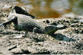 Jacara (Caiman yacare, Alligatoridae)