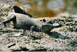 Caiman yacer