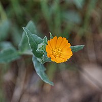 Field marigold