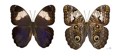 Caligo martia