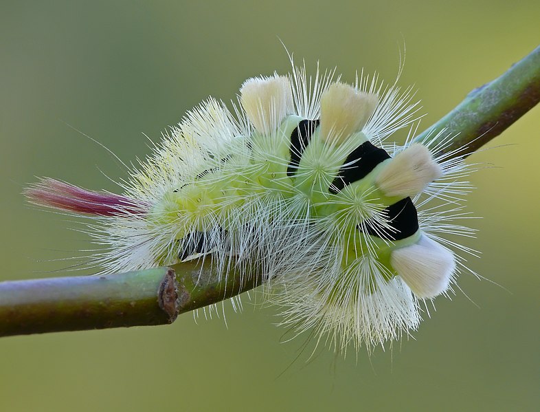 File:Calliteara pudibunda caterpillar.jpg