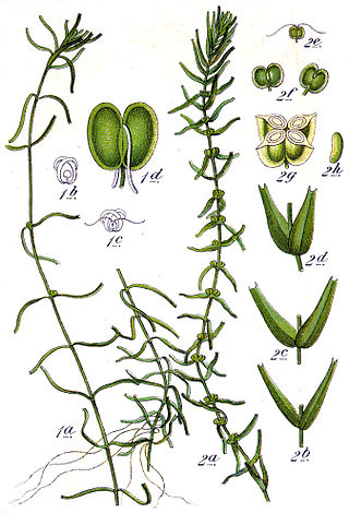 <span class="mw-page-title-main">Callitrichales</span> Order of flowering plants