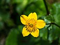 * Nomination Marsh-marigold (Caltha palustris) near lake Spechtensee, Styria --Uoaei1 06:52, 3 October 2015 (UTC) * Promotion  Support Good quality. --Johann Jaritz 07:20, 3 October 2015 (UTC)