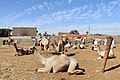 * Nomination Camel market at Daraw --Hatem Moushir 15:02, 30 November 2017 (UTC) * Promotion Front (sharp) subject is a bit overexposed. Could use a slight perspective correction --Trougnouf 11:38, 8 December 2017 (UTC)  Comment perspective correction done --Hatem Moushir 21:07, 8 December 2017 (UTC) Well done --Trougnouf 22:29, 9 December 2017 (UTC)