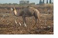 With camel, Israel