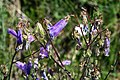 Steppen-Glockenblume (Campanula sibirica)