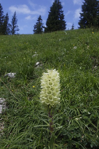 File:Campanula thyrsoides, Les Amburnex - img 29597.jpg