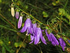 Close-up on flowers of Campanula rapunculoides Campanulaceae - Campanula rapunculoides-4.JPG