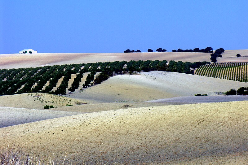 File:Campo cercano a Santaella, 2005.jpg