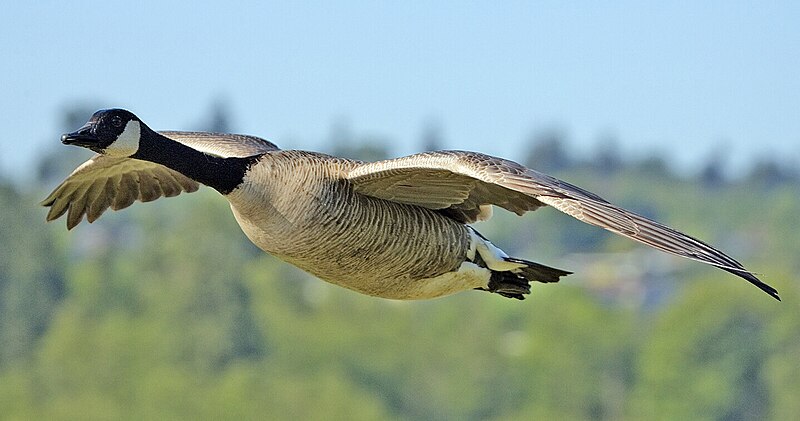 File:Canada goose flight cropped.jpg