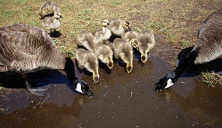 Wikipedia:Featured picture candidates/Canada geese and goslings
