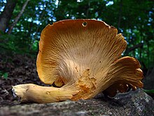 The hymenium is initially smooth before developing shallow vein-like ridges in maturity. Cantharellus lateritius 51632.jpg