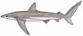 Copper shark (Carcharhinus brachyurus)