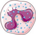 Myelopoiesis - Basophil granulocyte 1