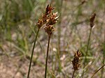 Carex eleocharis (4045118923).jpg