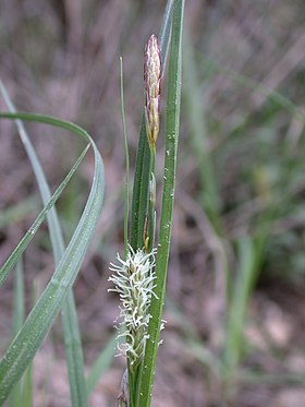 Blågrøn Star (Carex flacca) Foto: Gideon Pisanty