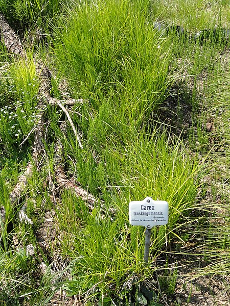 File:Carex muskingumensis - Botanischer Garten München-Nymphenburg - DSC07843.JPG