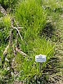 Carex muskingumensis - Botanischer Garten München-Nymphenburg - DSC07843.JPG