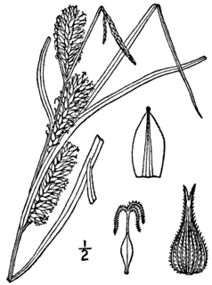 <i>Carex trichocarpa</i> Species of grass-like plant